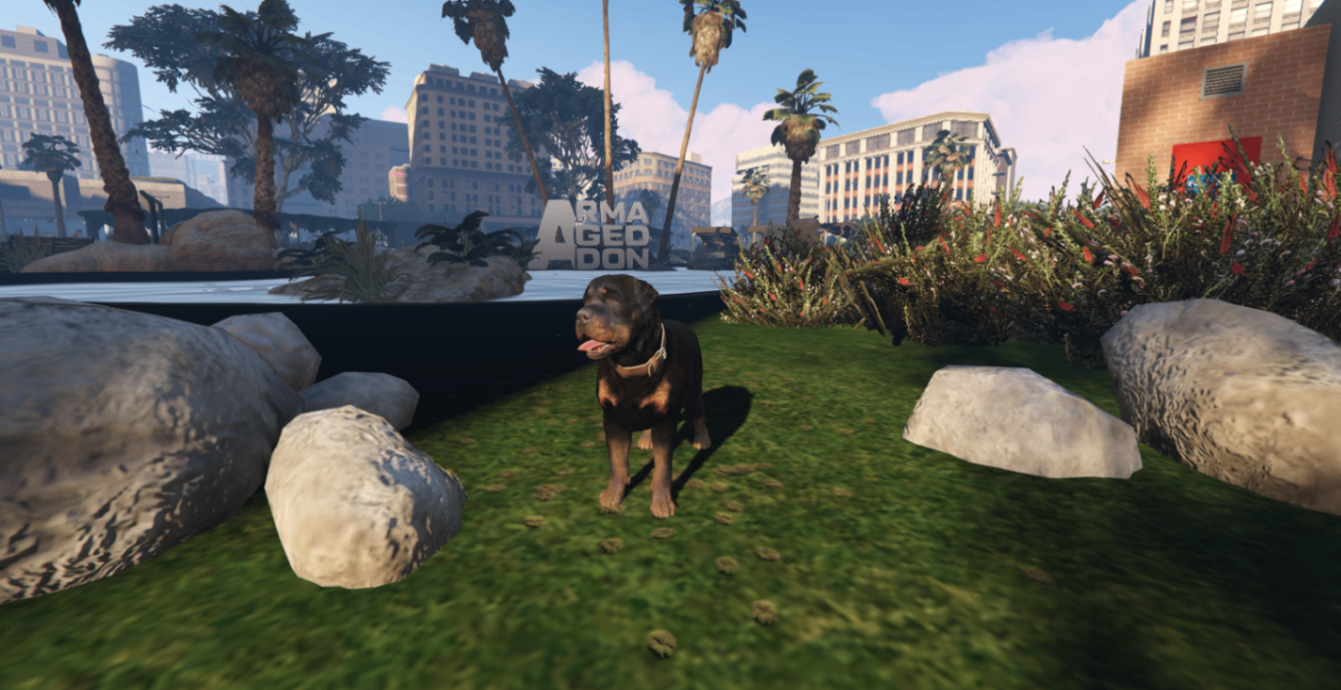 Pet Rottweiler