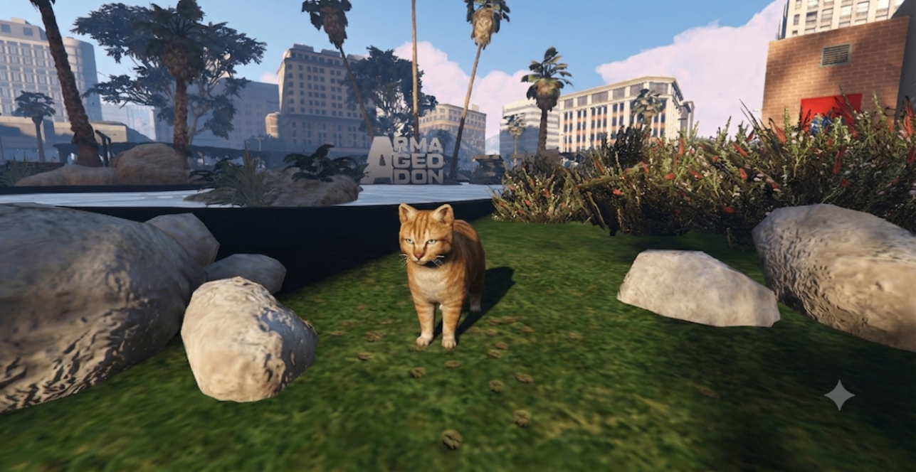 Pet Gato